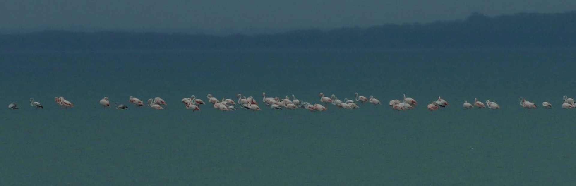 Family Packages at Palmyrah House in Birding Season