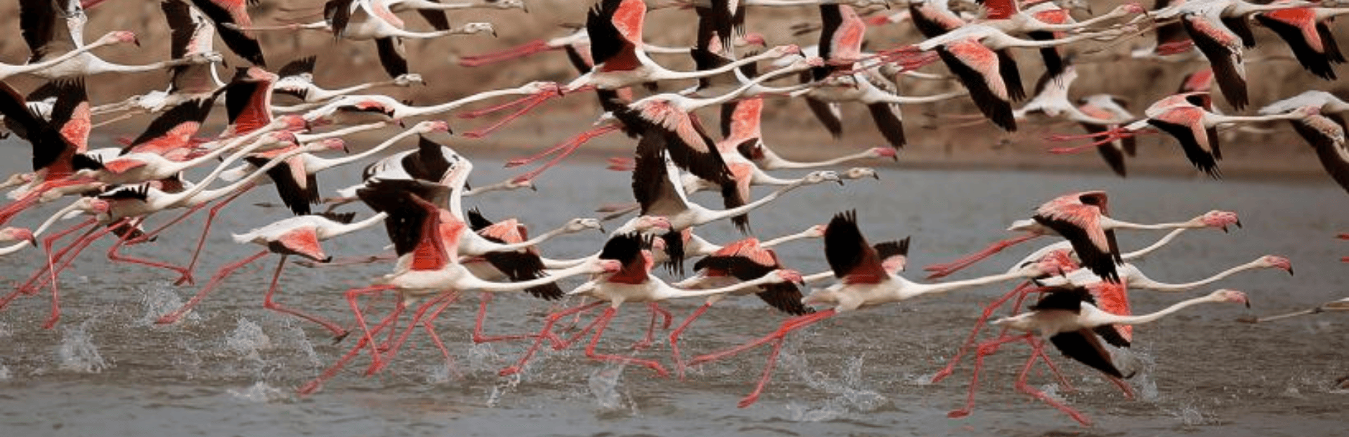 Flamingoes in Mannar
